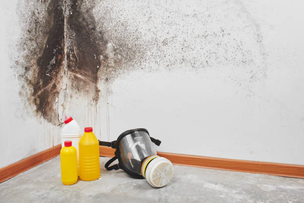 Best Home Mold Removal  in Minot Af, ND