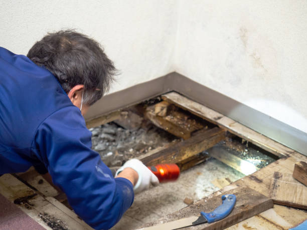 Best Mold Testing  in Minot Af, ND