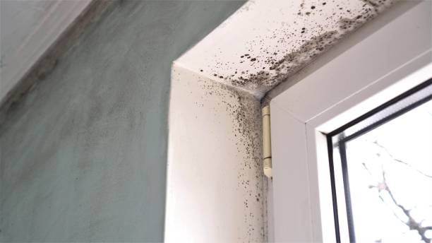 Best Fast Mold Removal  in Minot Af, ND