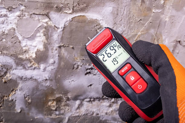 Mold Removal Process in Minot Af, ND