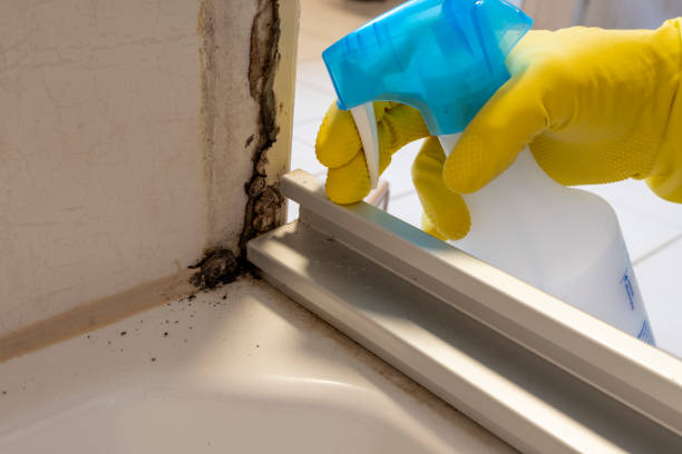 Best Mold Removal Specialists  in Minot Af, ND