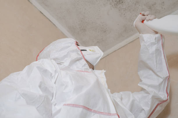 Best Mold Remediation  in Minot Af, ND