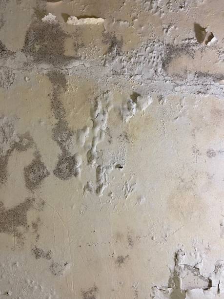 Best Residential Mold Removal  in Minot Af, ND
