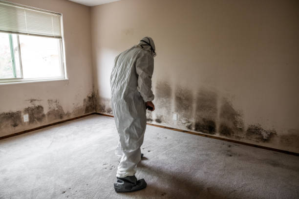 Best Office Mold Removal Services  in Minot Af, ND