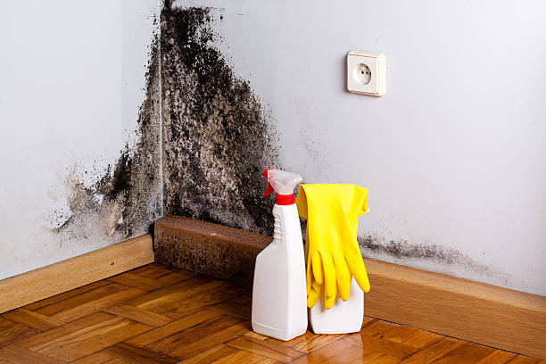 Reliable Minot Af, ND Mold Removal Solutions