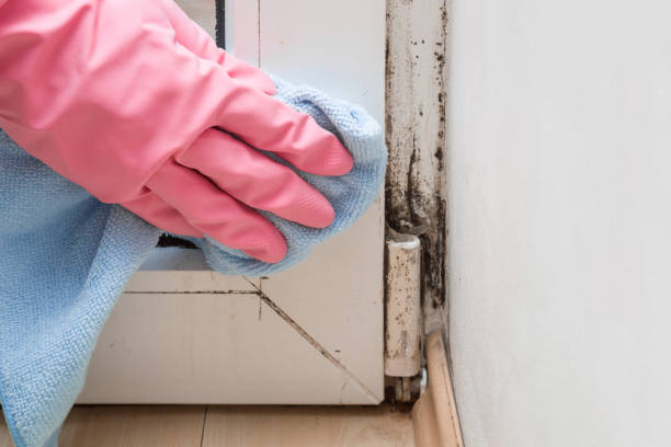 Best Mold Removal Process  in Minot Af, ND